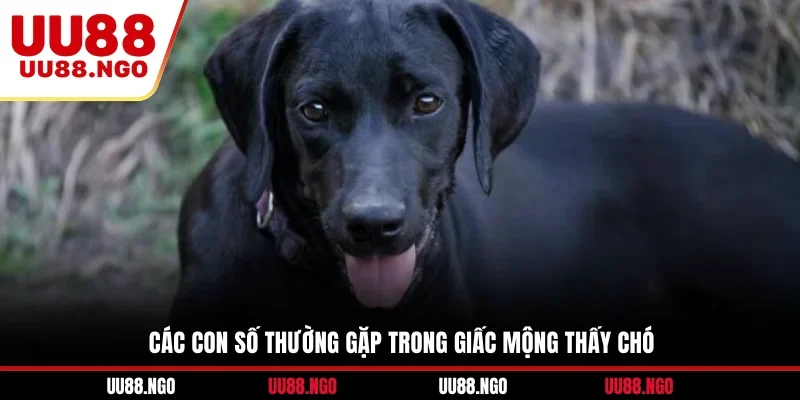 Các con số thường gặp trong giấc mộng thấy chó