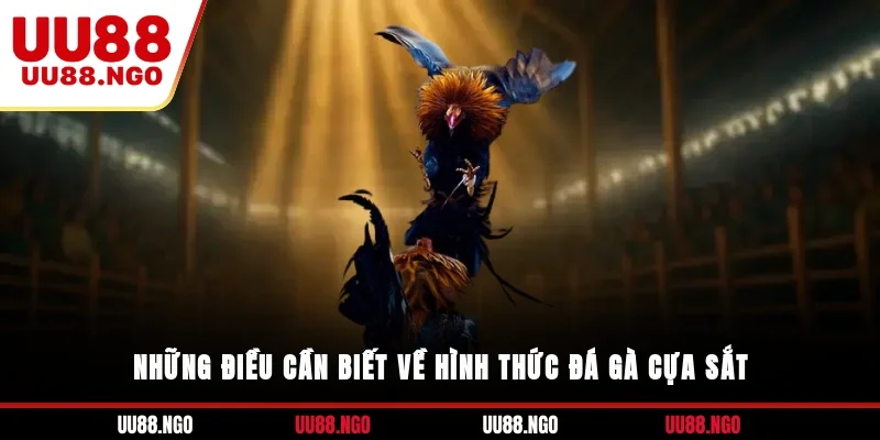 Những điều cần biết về hình thức đá gà cựa sắt