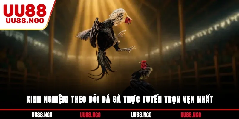 Kinh nghiệm theo dõi đá gà trực tuyến trọn vẹn nhất