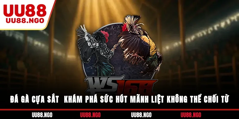 Đá Gà Cựa Sắt - Khám Phá Sức Hút Mãnh Liệt Không Thể Chối Từ