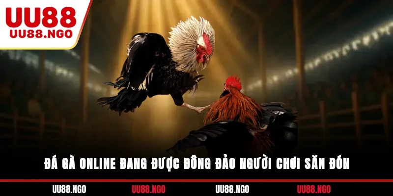 Đá gà online đang được đông đảo người chơi săn đón
