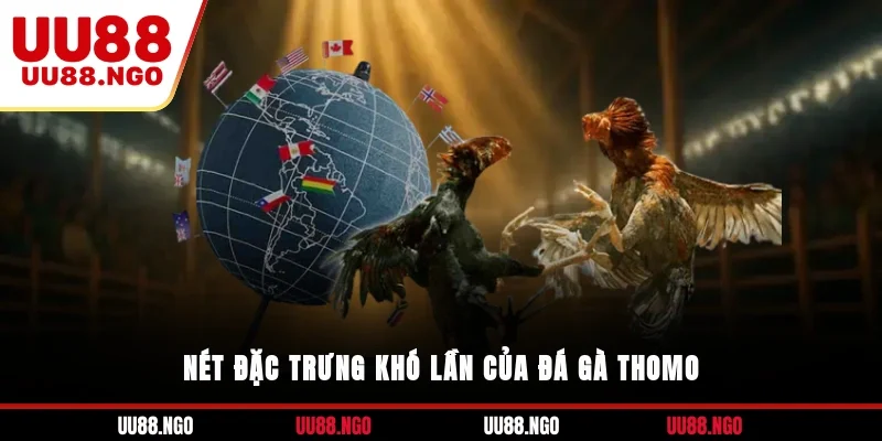 Nét đặc trưng khó lẫn của đá gà Thomo