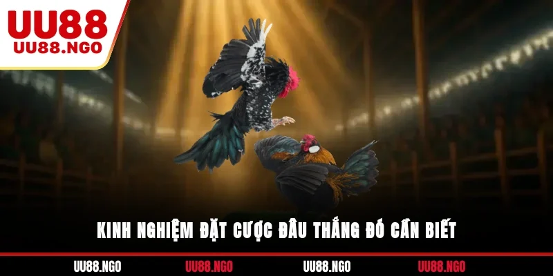 Kinh nghiệm đặt cược đâu thắng đó cần biết