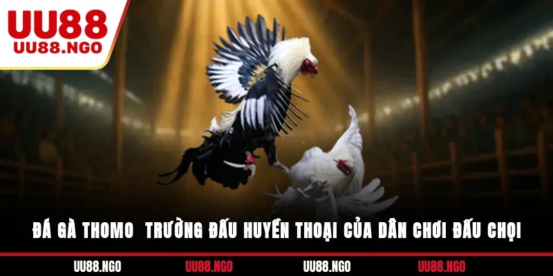 Đá Gà Thomo - Trường Đấu Huyền Thoại Của Dân Chơi Đấu Chọi