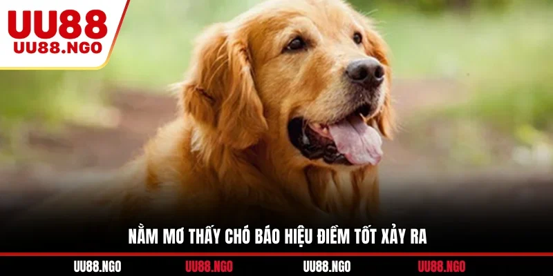 Nằm mơ thấy chó báo hiệu điềm tốt xảy ra