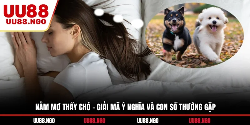 Nằm Mơ Thấy Chó - Giải Mã Ý Nghĩa Và Con Số Thường Gặp